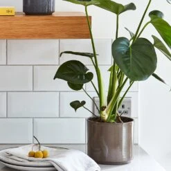 Remmi Glaze Plant Pot - Mocha 15 Remmi Glaze Plant Pot - Mocha -Plant Promotion Store RemmiGlazePlantPot Mocha 14x14cm