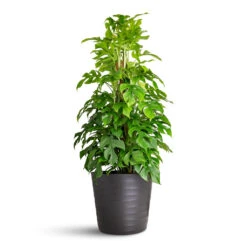 Oslo Plant Pot - Anthracite 16 Oslo Plant Pot - Anthracite -Plant Promotion Store Rhaphidophora Monstera minima Moss Pole 19x80cm Oslo Pot Anthracite 28x24cm 1