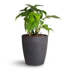 Rhaphidophora Tetrasperma - Monstera Minima 32 Rhaphidophora Tetrasperma - Monstera Minima -Plant Promotion Store Rhaphidophora tetrasperma Monstera minima 12x25cm Gerben Plant Pot Black Washed 15x16cm