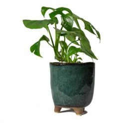 Kaat Plant Pot - Petrol 24 Kaat Plant Pot - Petrol -Plant Promotion Store Rhaphidophora tetrasperma Monstera minima 12x25cm Kaat Plant Pot Petrol 13x14cm 48a44ba7 653e 4e1e 8e0f 01b0a0ea961f