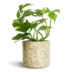 Rhaphidophora Tetrasperma - Monstera Minima 30 Rhaphidophora Tetrasperma - Monstera Minima -Plant Promotion Store Rhaphidophora tetrasperma Monstera minima 12x25cm Lazzaro Plant Pot Sage Foliage 15x13cm c27c0c14 0152 4c81 b31d 08063458a279