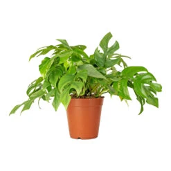 Rhaphidophora Tetrasperma - Monstera Minima 24 Rhaphidophora Tetrasperma - Monstera Minima -Plant Promotion Store Rhaphidophora tetrasperma Monstera minima 15x25cm