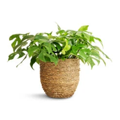 Cody Plant Pot - Straw Grass 26 Cody Plant Pot - Straw Grass -Plant Promotion Store Rhaphidophora tetrasperma Monstera minima 15x25cm Cody Plant Pot Straw Grass 22x20cm a01898d3 36eb 4449 bfff f595c0b910e5