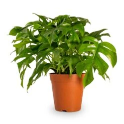 Rhaphidophora Tetrasperma - Monstera Minima 26 Rhaphidophora Tetrasperma - Monstera Minima -Plant Promotion Store Rhaphidophora tetrasperma Monstera minima Houseplant 15x40cm