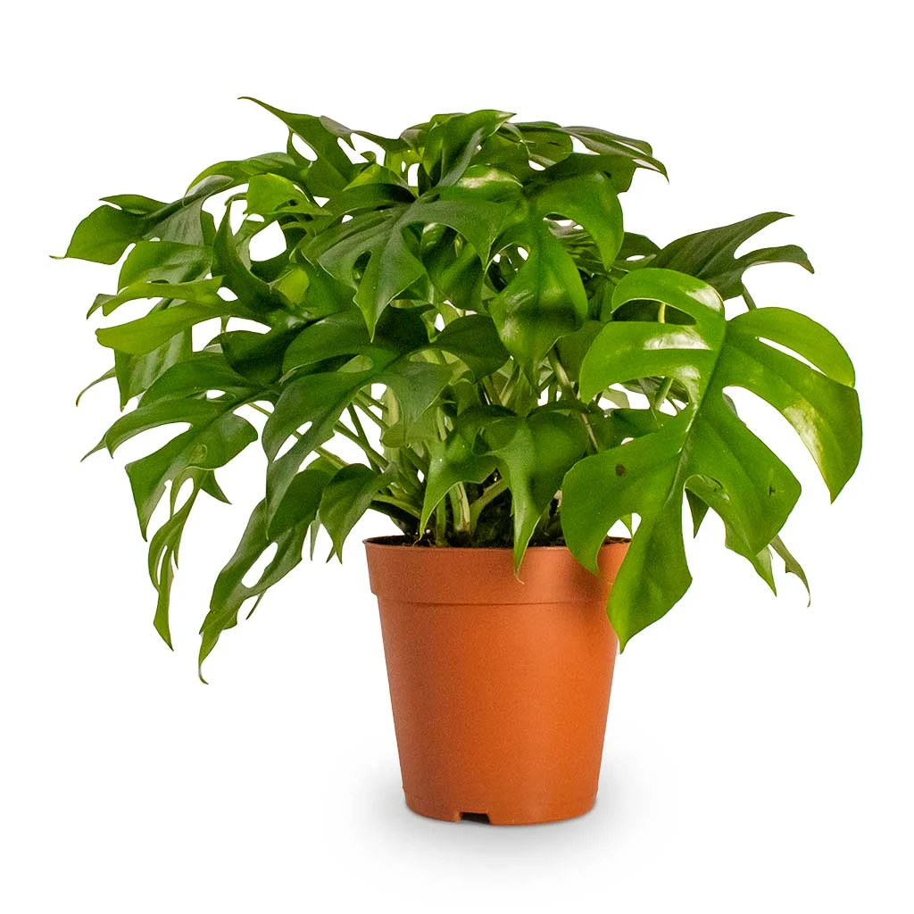 Rhaphidophora Tetrasperma - Monstera Minima 11 Rhaphidophora Tetrasperma - Monstera Minima - Image 9