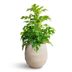 Rhaphidophora Tetrasperma - Monstera Minima - Moss Pole -Plant Promotion Store Rhaphidophora tetrasperma Monstera minima Moss Pole 19x80cm Bordo Balloon Planter Sand 30x30cm