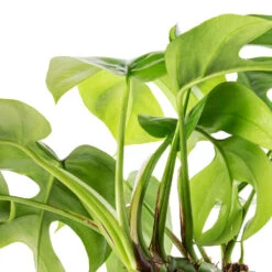 Rhaphidophora Tetrasperma - Monstera Minima 21 Rhaphidophora Tetrasperma - Monstera Minima -Plant Promotion Store Rhaphidophora tetrasperma Monstera minima Swatch 2