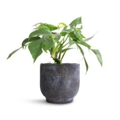 Rhaphidophora Tetrasperma - Monstera Minima 31 Rhaphidophora Tetrasperma - Monstera Minima -Plant Promotion Store Rhaphidophora tetrasperma Monstera minimal 12x25cm Dave Plant Pot Earth 14x13cm 2