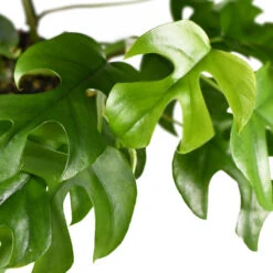 Rhaphidophora Tetrasperma - Monstera Minima 20 Rhaphidophora Tetrasperma - Monstera Minima -Plant Promotion Store Rhaphidophoratetrasperma 1