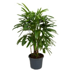 Rhapis Excelsa - Lady Palm 15 Rhapis Excelsa - Lady Palm -Plant Promotion Store Rhapis excelsa Lady Palm 100cm