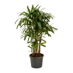 Rhapis Excelsa - Lady Palm 19 Rhapis Excelsa - Lady Palm -Plant Promotion Store Rhapis excelsa Lady Palm 120cm