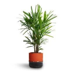 Marlijn Plant Pot - Coral 36 Marlijn Plant Pot - Coral -Plant Promotion Store Rhapis excelsa Lady Palm 21x90cm Marlijn Plant Pot Blush 24x23cm 1