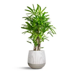 Pax Ridged Plant Pot - White Stripe 16 Pax Ridged Plant Pot - White Stripe -Plant Promotion Store Rhapis excelsa Lady Palm 27x110cm Pax Plant Pot Ridge White Stripe 40x36cm ebf3f0ed 909b 45f2 af74 d71166caff73
