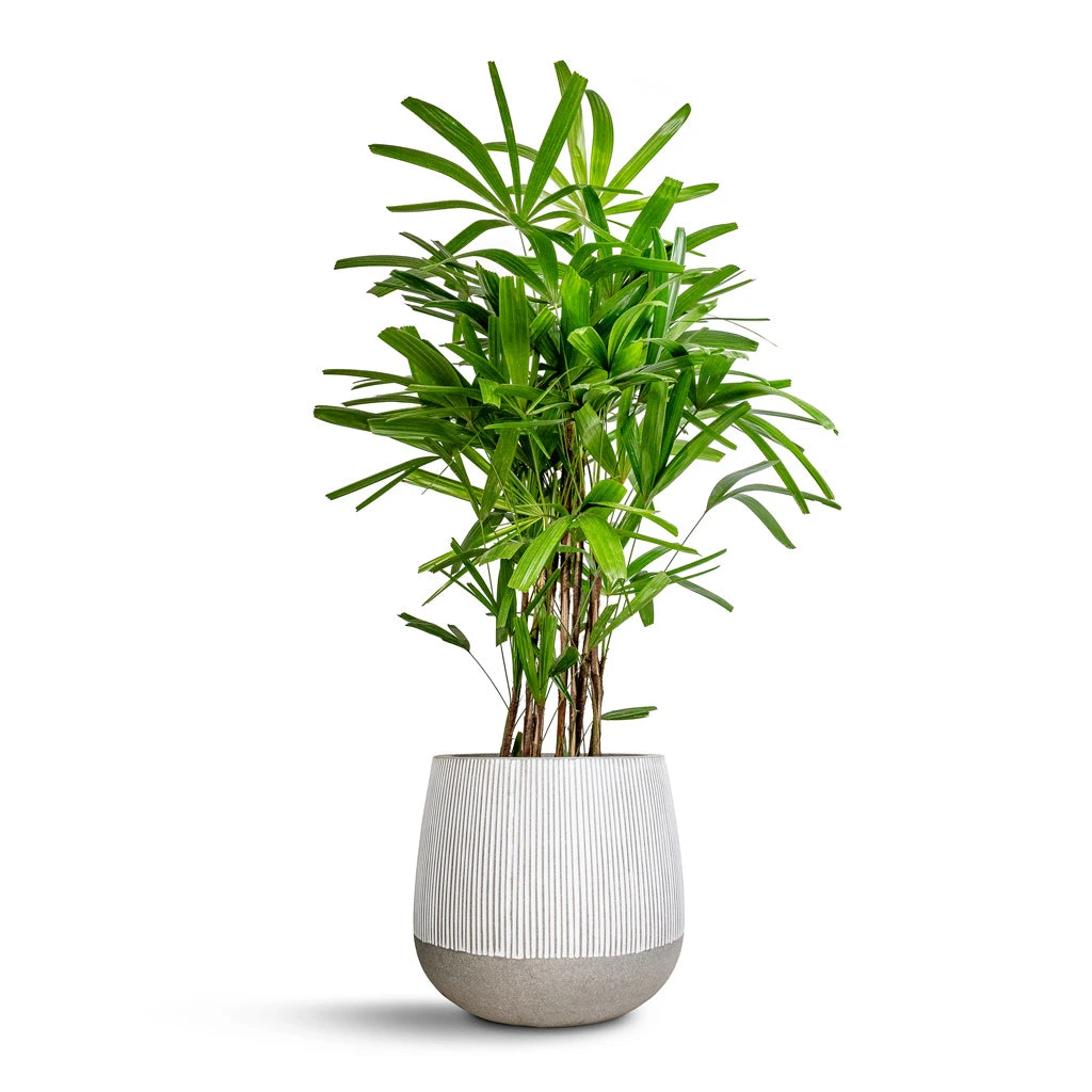 Pax Ridged Plant Pot - White Stripe 9 Pax Ridged Plant Pot - White Stripe - Image 7