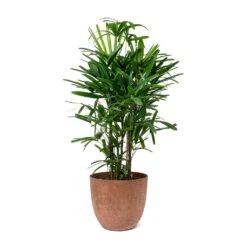 Rhapis Excelsa - Lady Palm 17 Rhapis Excelsa - Lady Palm -Plant Promotion Store Rhapis excelsa Lady Palm Bola Artstone Plant Pot Oak