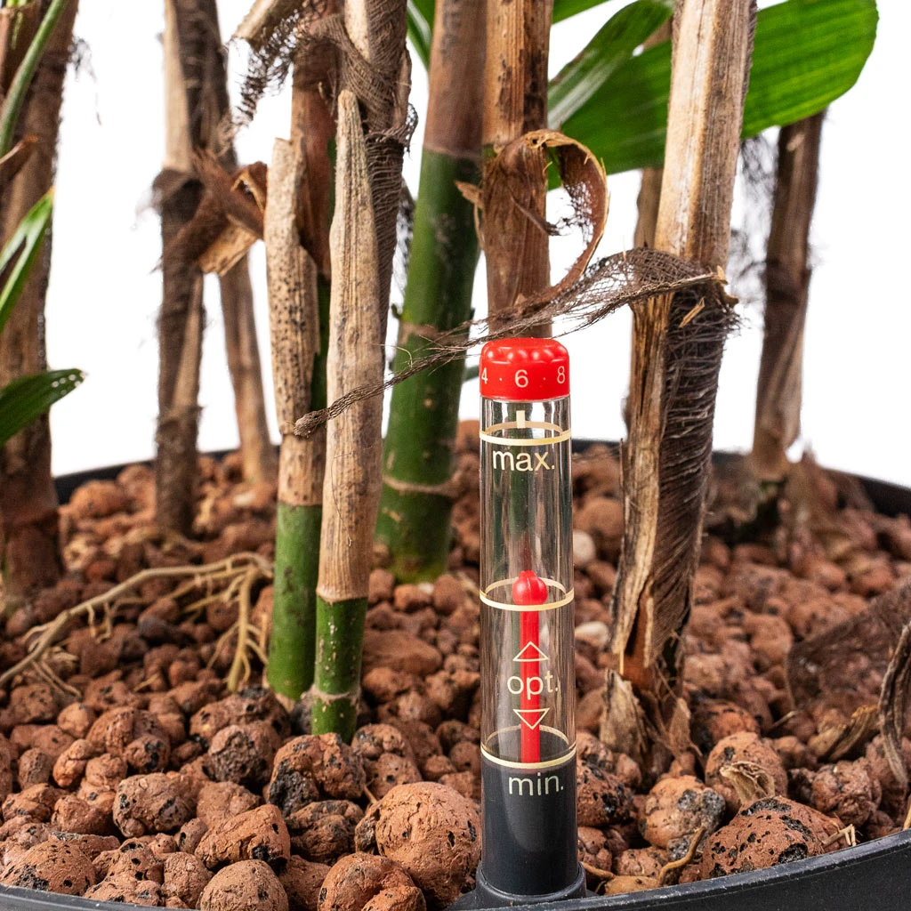 Rhapis Excelsa - Lady Palm - HydroCare 4 Rhapis Excelsa - Lady Palm - HydroCare - Image 2