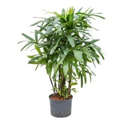 Rhapis Excelsa - Lady Palm - HydroCare 25 Rhapis Excelsa - Lady Palm - HydroCare -Plant Promotion Store Rhapis excelsa Lady Palm Hydroculture 25 19x120cm