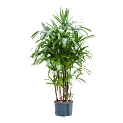 Rhapis Excelsa - Lady Palm - HydroCare 23 Rhapis Excelsa - Lady Palm - HydroCare -Plant Promotion Store Rhapis excelsa Lady Palm Hydroculture 28 19x150cm