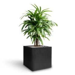 Rhapis Excelsa - Lady Palm - HydroCare 28 Rhapis Excelsa - Lady Palm - HydroCare -Plant Promotion Store Rhapis excelsa Lady Palm Hydroculture Grigio Cube Planter Anthracite Concrete a424559f a8f2 42b4 b0d7 5363e0a3708a