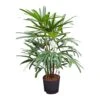 Rhapis Excelsa - Lady Palm - HydroCare 1 Rhapis Excelsa - Lady Palm - HydroCare -Plant Promotion Store Rhapis excelsa Lady Palm Hydroculture Indoor Plant