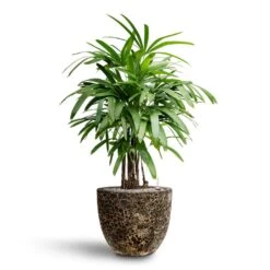 Rhapis Excelsa - Lady Palm - HydroCare 35 Rhapis Excelsa - Lady Palm - HydroCare -Plant Promotion Store Rhapis excelsa Lady Palm Hydroculture Lava Couple Relic Planter Black