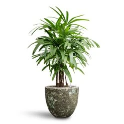 Lava Couple Relic Planter - Jade -Plant Promotion Store Rhapis excelsa Lady Palm Hydroculture Lava Couple Relic Planter Jade 9f014e34 c1a1 43f7 8e52 078ef501b2a2