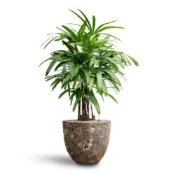 Lava Couple Relic Planter - Black 23 Lava Couple Relic Planter - Black -Plant Promotion Store Rhapis excelsa Lady Palm Hydroculture Lava Couple Relic Planter Rust f0d464ad e16e 49fb b48e 3cfe3e32cfe2