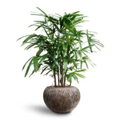Rhapis Excelsa - Lady Palm - HydroCare 26 Rhapis Excelsa - Lady Palm - HydroCare -Plant Promotion Store Rhapis excelsa Lady Palm Hydroculture Luxe Lite Waterfall Globe Planter Bronze bbfc434c af63 49a5 a921 32d4359c800d