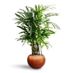 Rhapis Excelsa - Lady Palm - HydroCare 32 Rhapis Excelsa - Lady Palm - HydroCare -Plant Promotion Store Rhapis excelsa Lady Palm Hydroculture Metallic Couple Plant Pot Matt Copper