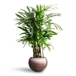 Rhapis Excelsa - Lady Palm - HydroCare 31 Rhapis Excelsa - Lady Palm - HydroCare -Plant Promotion Store Rhapis excelsa Lady Palm Hydroculture Metallic Globe Plant Pot Matt Coffee