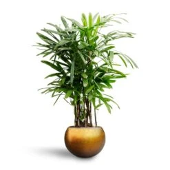Metallic Globe Plant Pot - Matt Honey 18 Metallic Globe Plant Pot - Matt Honey -Plant Promotion Store Rhapis excelsa Lady Palm Hydroculture Metallic Globe Plant Pot Matt Honey