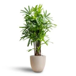 Rhapis Excelsa - Lady Palm - HydroCare 30 Rhapis Excelsa - Lady Palm - HydroCare -Plant Promotion Store Rhapis excelsa Lady Palm Hydroculture Raindrop Egg Planter Stone