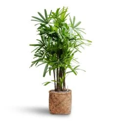 Rhapis Excelsa - Lady Palm - HydroCare 27 Rhapis Excelsa - Lady Palm - HydroCare -Plant Promotion Store Rhapis excelsa Lady Palm Hydroculture Zayn Bamboo Planter