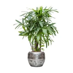 Rhapis Excelsa - Lady Palm - HydroCare 37 Rhapis Excelsa - Lady Palm - HydroCare -Plant Promotion Store Rhapis excelsa Lady Palm Hydroculture Opus Hammered Globe Planter Silver