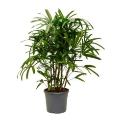 Rhapis Excelsa - Lady Palm 16 Rhapis Excelsa - Lady Palm -Plant Promotion Store Rhapis excelsa Lady Palm XLarge