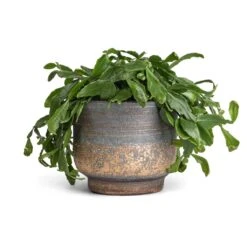 Rhipsalis Crispata - Mistletoe Cactus 13 Rhipsalis Crispata - Mistletoe Cactus -Plant Promotion Store Rhipsalis crispata Mistletoe Cactus 14x40cm Aico Plant Pot Shiny Blue 17x13cm