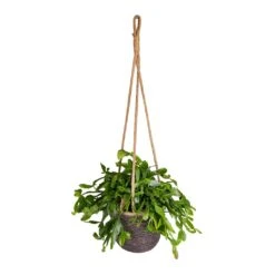 Rhipsalis Crispata - Mistletoe Cactus 14 Rhipsalis Crispata - Mistletoe Cactus -Plant Promotion Store Rhipsalis crispata Mistletoe Cactus 14x40cm Igmar Hanging Plant Basket Grey 17x14cm