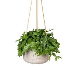 Patt Hanging Plant Pot - Grey Washed 26 Patt Hanging Plant Pot - Grey Washed -Plant Promotion Store Rhipsalis crispata Mistletoe Cactus 14x40cm Patt Hanging Plant Pot Grey Washed 20x17cm c23603a9 19e4 4fb4 91af 9642b8e7875b