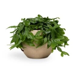 Ryan Plant Pot - Sand Gold -Plant Promotion Store Rhipsalis crispata Mistletoe Cactus 14x40cm Ryan Plant Pot Sand Gold 18x16cm 4b9f1dbb 37d2 4568 959c 0ecaef0600cf