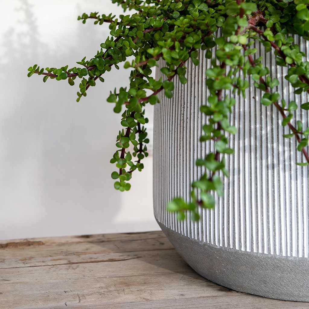 Harith Ridged Plant Pot - White Stripe 7 Harith Ridged Plant Pot - White Stripe - Image 5
