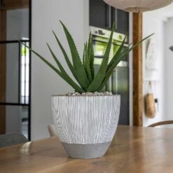 Jesslyn Ridged Plant Pot - White Stripe -Plant Promotion Store Ridged Jesslyn Plant Pot White Stripe Aloe Vera Indoor Plant