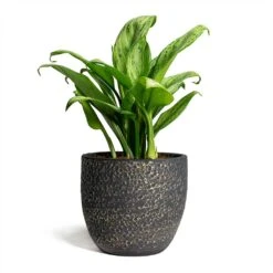 Aglaonema Christina - Chinese Evergreen 15 Aglaonema Christina - Chinese Evergreen -Plant Promotion Store Rinca Plant Pot Shiny Black 17x15cm Aglaonema Christina Chinese Evergreen 14x35cm 869775fc f93f 411c aabe 52b2bf2172ef