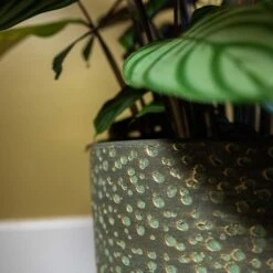 Rinca Plant Pot - Shiny Green 28 Rinca Plant Pot - Shiny Green -Plant Promotion Store Rinca Plant Pot Shiny Green Close Up