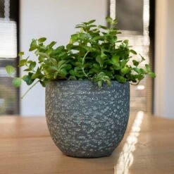 Rinca Plant Pot - Shiny Green 26 Rinca Plant Pot - Shiny Green -Plant Promotion Store Rinca Plant Pot Shiny Green Houseplant