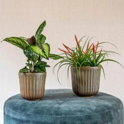 Roger Plant Pot - Thyme -Plant Promotion Store Roger thyme 01