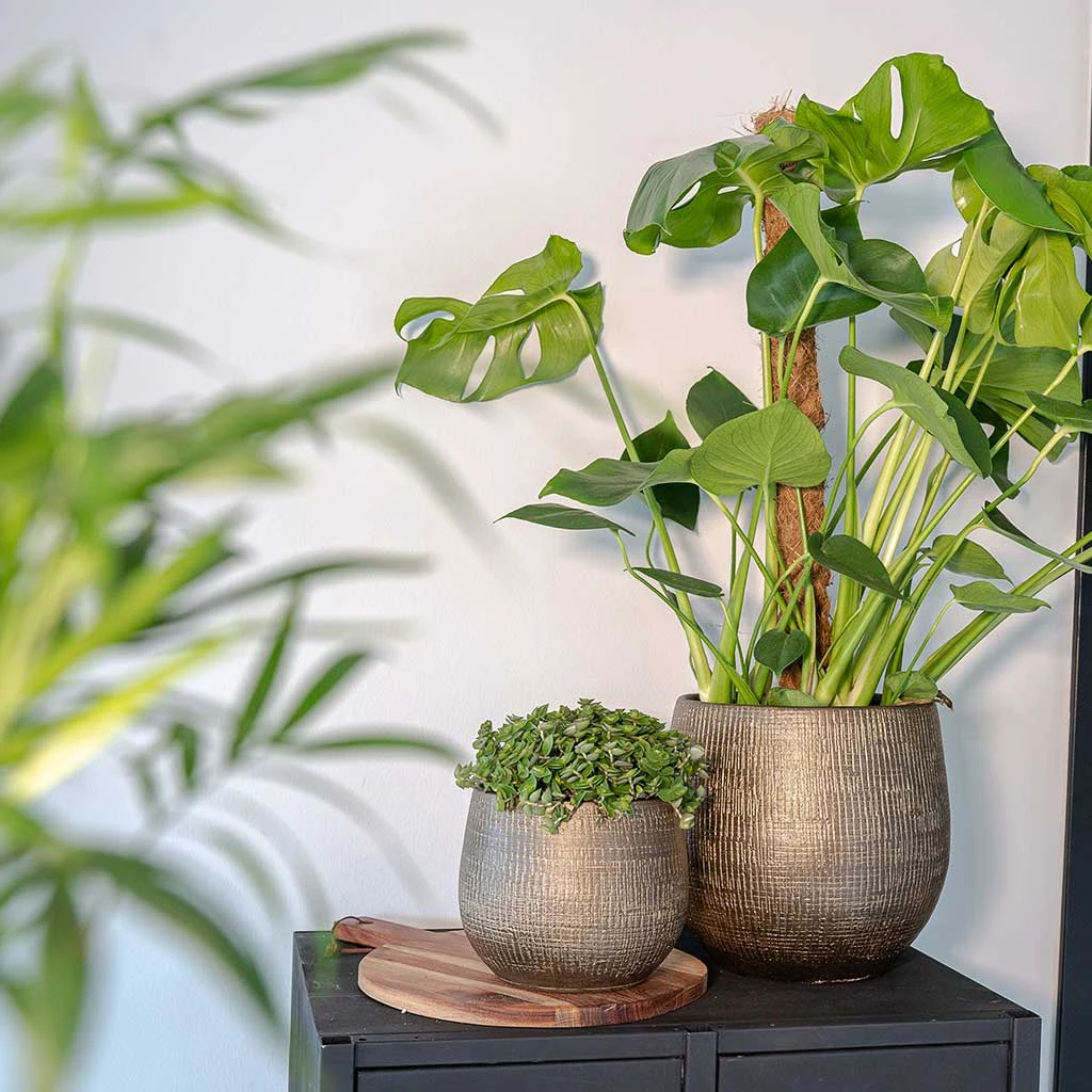 Ryan Plant Pot - Shiny Gold 11 Ryan Plant Pot - Shiny Gold - Image 9