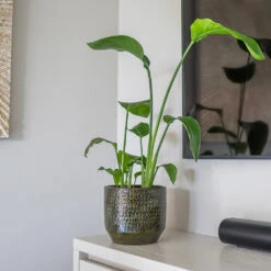 Sanna Plant Pot - Moss Green -Plant Promotion Store Sanna Moss Green 6