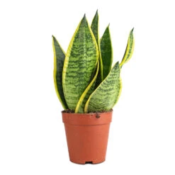 Sansevieria Trifasciata Futura Superba 26 Sansevieria Trifasciata Futura Superba -Plant Promotion Store Sanseviera trifasciata Futura Superba 9x30cm
