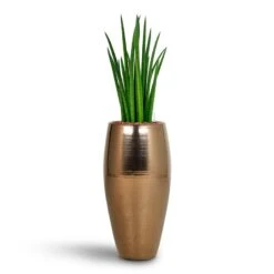 Sansevieria Cylindrica Spikes - HydroCare -Plant Promotion Store Sansevieria Cylindrica Spikes Hydroculture Amora Duo Planter Gold