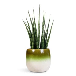 Fem Plant Pot - Pear Green -Plant Promotion Store Sansevieria Fernwood Mikado 12x40cm Fem Pot Pear Green 15x13cm 1